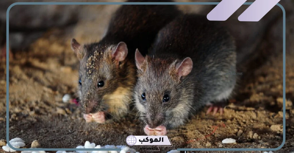 رؤية الفئران في المنام للمتزوجة