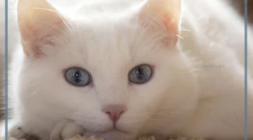 القطة في المنام