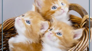 القطط الصغيرة