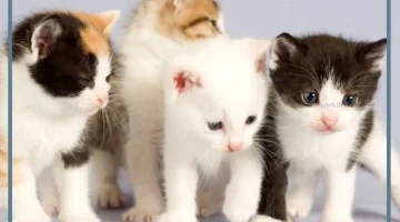 القطط الكثيرة في المنام