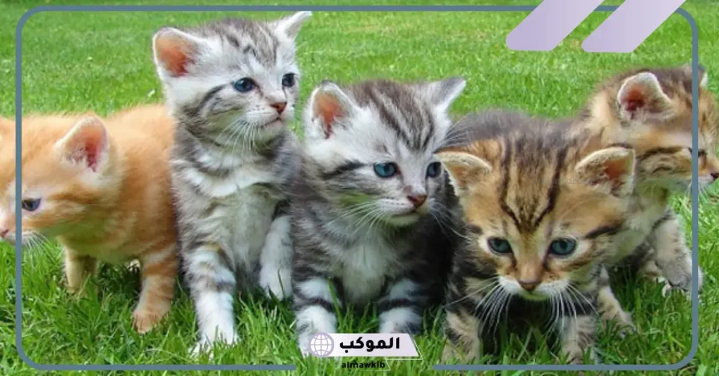 تفسير حلم القطط الكثيرة والخوف منها في المنام لابن سيرين 6 رؤية القطط في المنام للمتزوجة