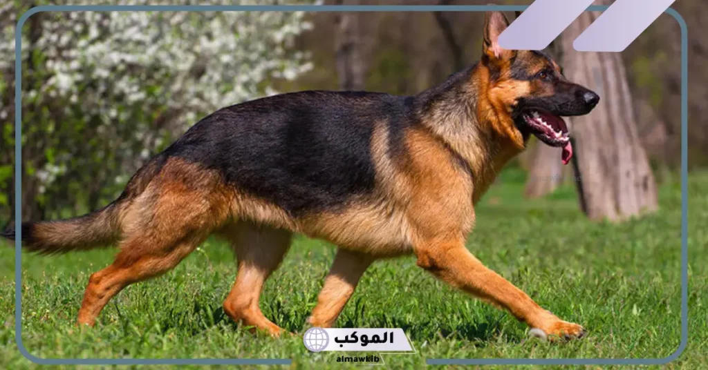 تفسير حلم كلب يلاحقني للمتزوجة