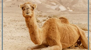 الناقة في المنام