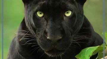 النمر الأسود في الحلم