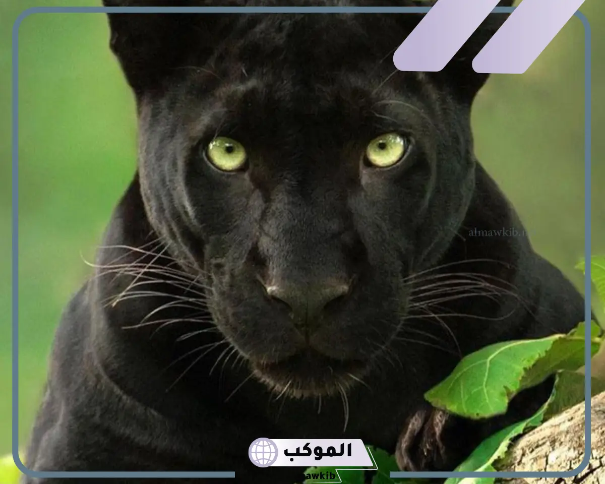 تفسير حلم نمر يلاحقني في المنام.. دلالة رؤية النمر الأسود
