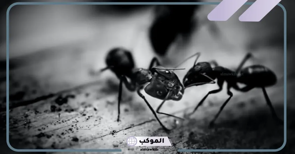 تفسير حلم النمل الاسود في المنام وعلاقته بالتغلب على المشكلات 5 رؤية النمل الأسود في المنام للمتزوجة