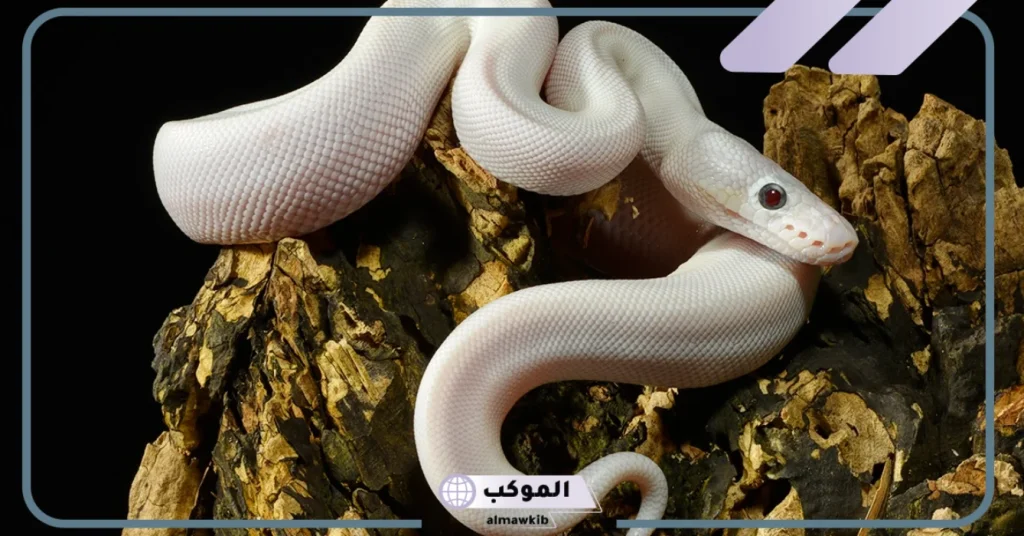 تفسير حلم الثعبان الابيض في المنام للعزباء والمتزوجة 6 تفسير حلم الثعبان الابيض للرجل