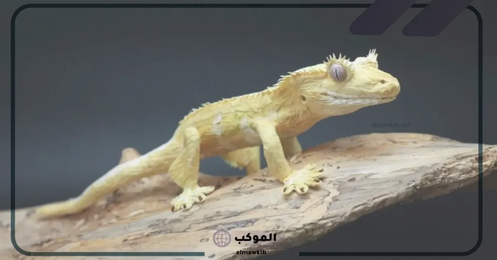 تفسير حلم الوزغ الميت