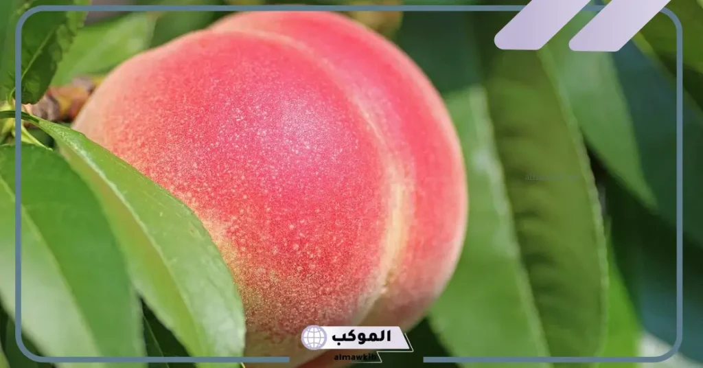 تفسير حلم الخوخ الأحمر