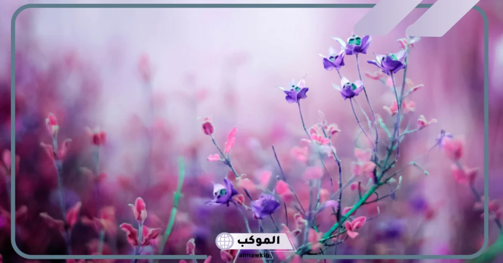 تفسير حلم الورد الأبيض للمتزوجة 