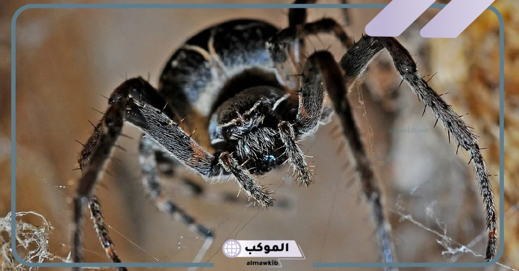 تفسير حلم العنكبوت الاسود في المنام لابن سيرين 5 تفسير حلم العنكبوت الاسود لابن سيرين