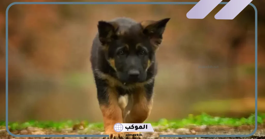 تفسير حلم الكلب الاسود لابن سيرين