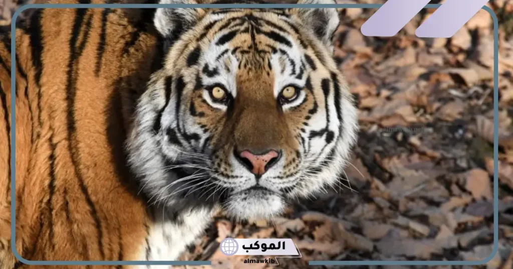 هل رؤية النمر في المنام بشارة خير لابن سيرين؟ تفسير حلم النمر 5 النمر في المنام بشارة خير لابن سيرين