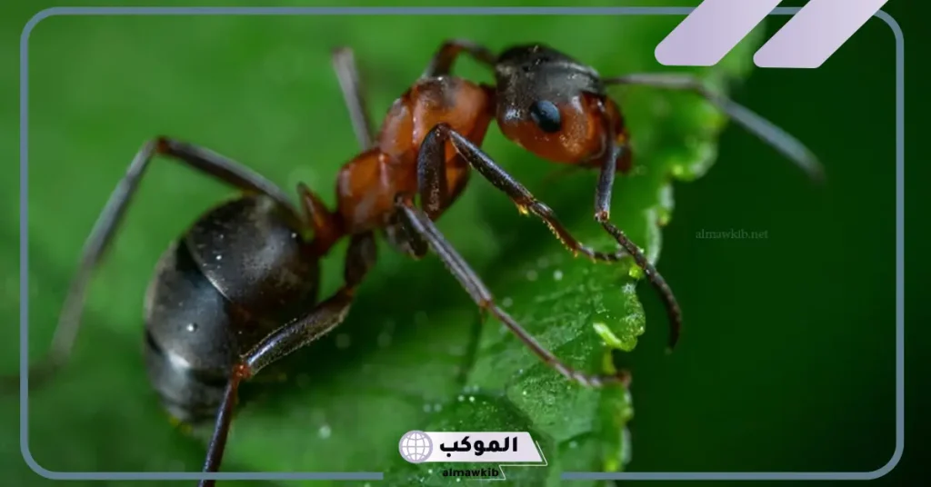 تفسير حلم النمل في المنام لابن سيرين