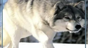 تفسير الحلم بالذيب