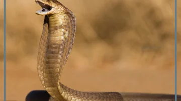 تفسير حلم الثعبان