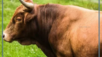 تفسير حلم الثور