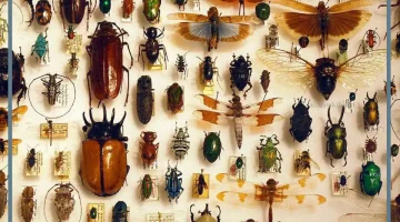 تفسير حلم الحشرات