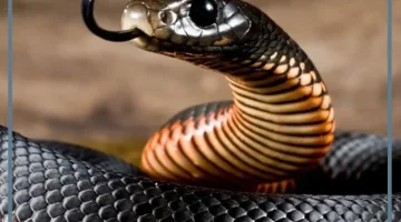 تفسير حلم الحية السوداء