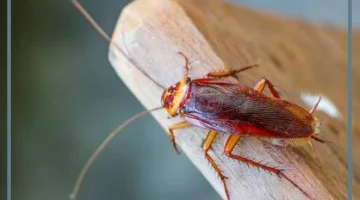 تفسير حلم الصراصير