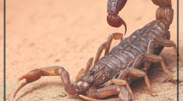 تفسير حلم العقارب الكثيره