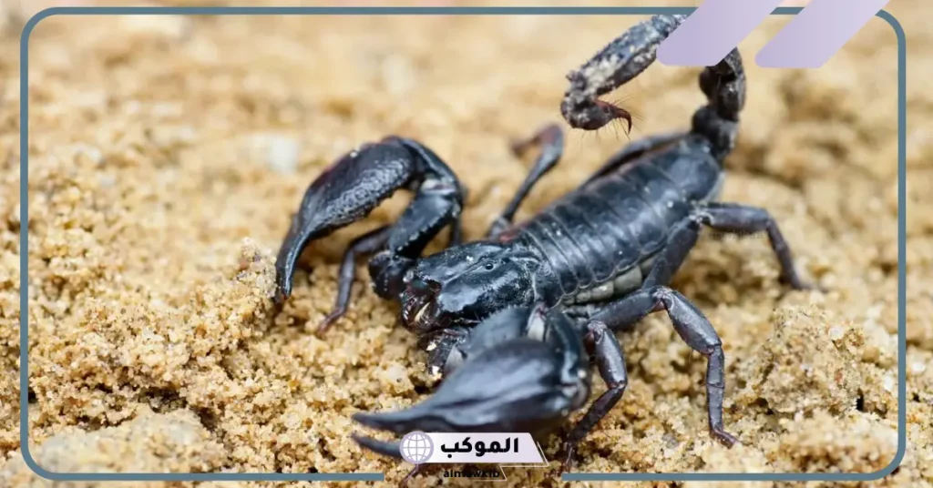 تفسير حلم لدغة العقرب في اليد بدون ألم