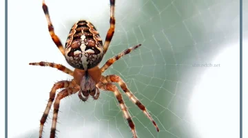 تفسير حلم العنكبوت