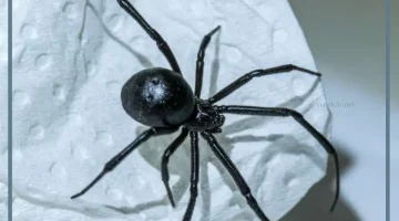 تفسير حلم العنكبوت الاسود