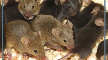 تفسير حلم الفئران الكثيره