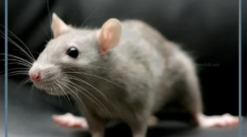 تفسير حلم الفار