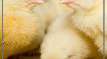 تفسير حلم الكتاكيت الصغيرة لابن سيرين