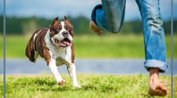 تفسير حلم الكلب