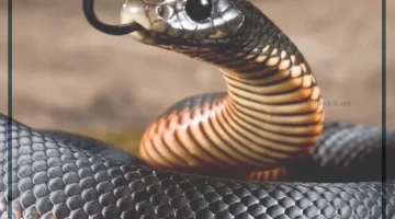 تفسير حلم ثعبان كبير