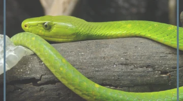 تفسير حلم ثعبان يهاجمني