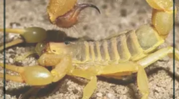 تفسير حلم عقرب اصفر