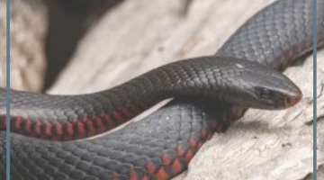 تفسير حلم لدغة الثعبان في القدم