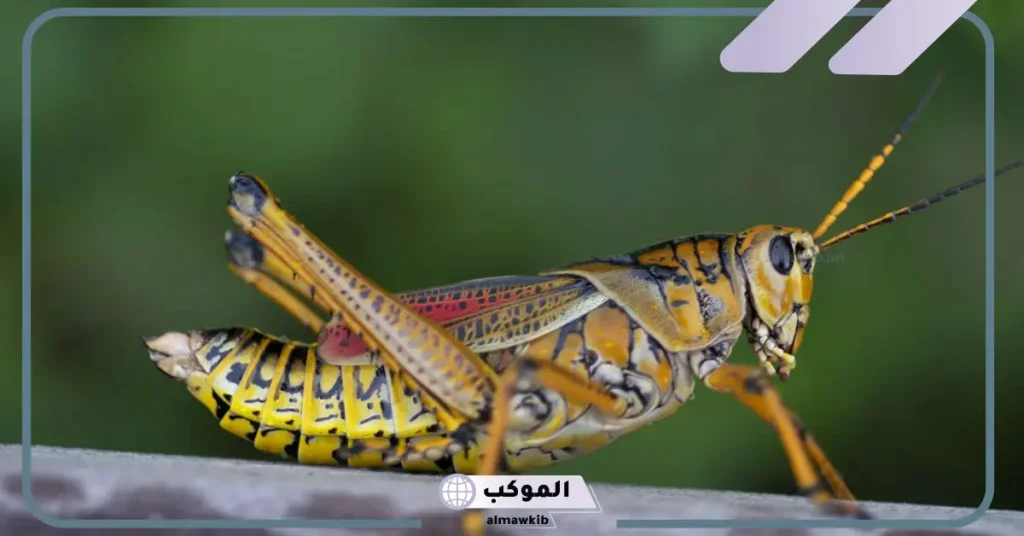 تفسير حلم الجراد في المنام لابن سيرين.. دلالة رؤية الجراد 5 تفسير حلم الجراد لابن سيرين