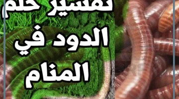 تفسير رؤية الدود