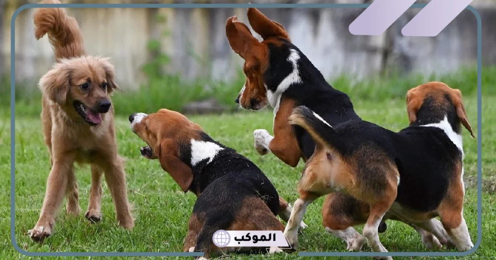 رؤية مجموعة من الكلاب في المنام