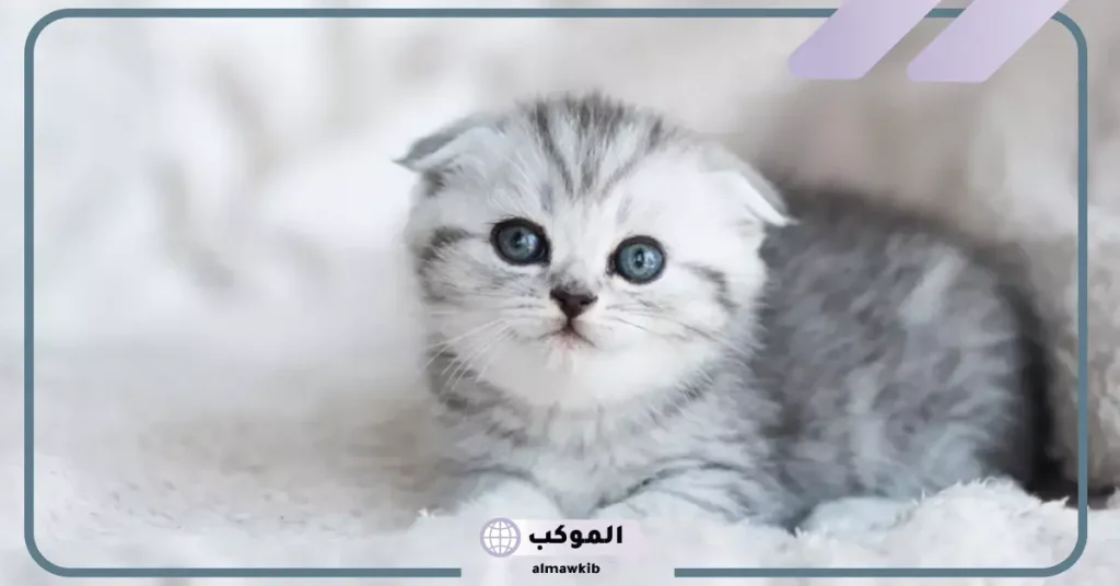 تفسير حلم قطة بيضاء تحبني