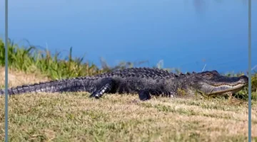 تمساح يجري ورائي في المنام