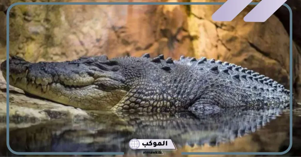 رؤية التمساح في المنام للرجل