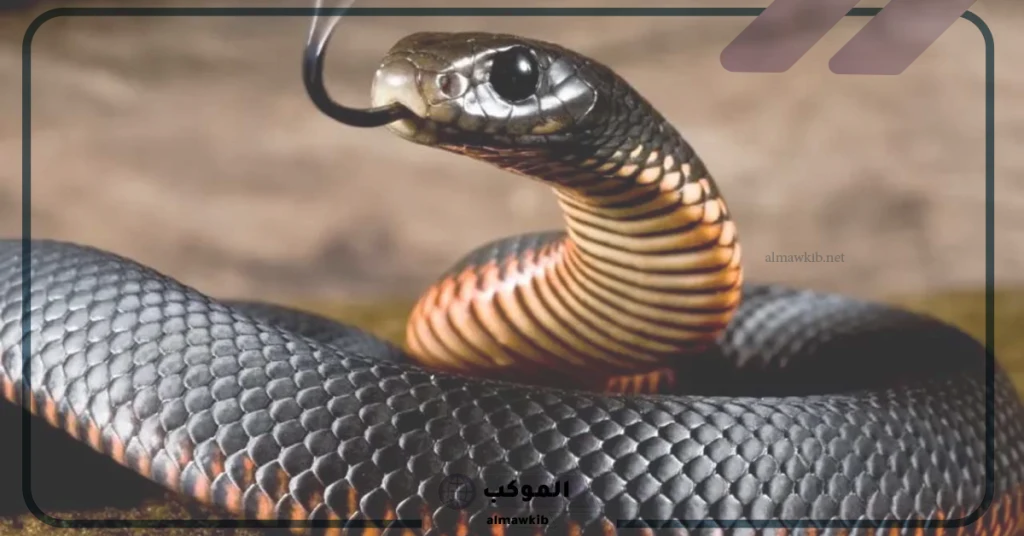 تفسير حلم ثعبان يهاجمني في المنام لابن سيرين 6 تفسير حلم ثعبان يهاجمني لونه أسود