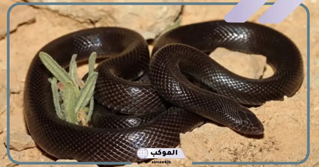 تفسير حلم ثعبان اسود يهاجمني في المنام للعزباء والحامل 6 رؤية الثعبان في المنام للمتزوجة