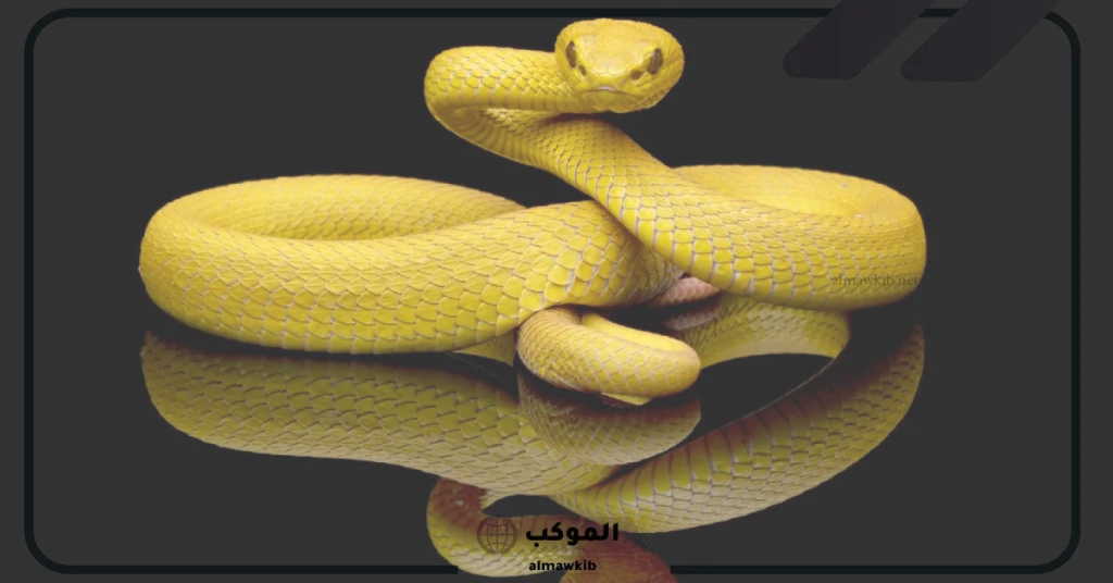 الخوف من الافعى في المنام للمتزوجة 