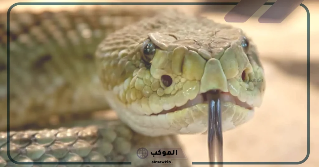 تفسير حلم ثعبان كبير في البيت 