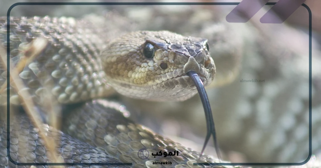 رؤية الثعبان في المنام للمتزوجة