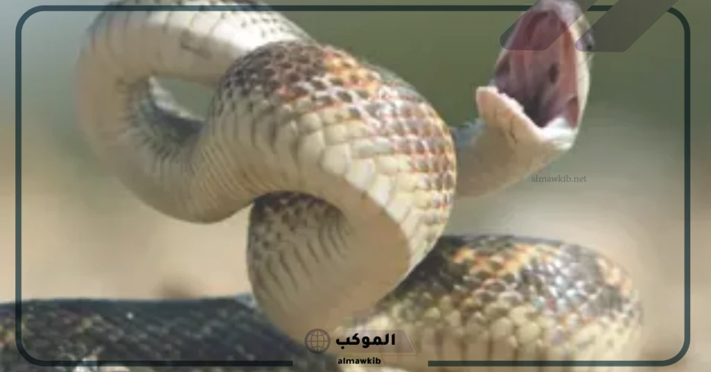 تفسير حلم لدغة الثعبان في القدم للعزباء في المنام 6 تفسير حلم لدغة الثعبان في القدم للأعزب
