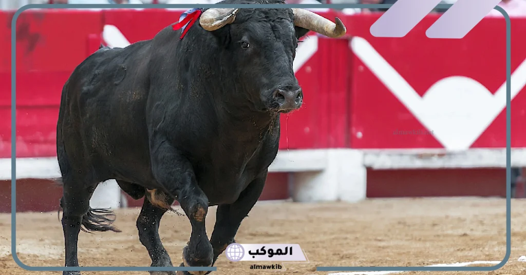 الهروب من الثور في المنام للمتزوجة