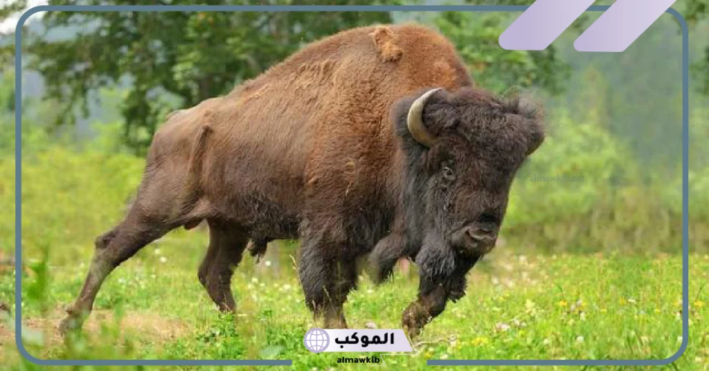 رؤية الثور في المنام للمتزوجة